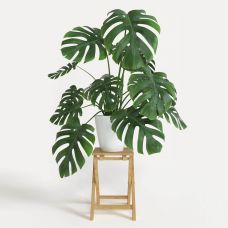 Cây Monstera Deliciosa