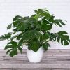 Cây Monstera Deliciosa